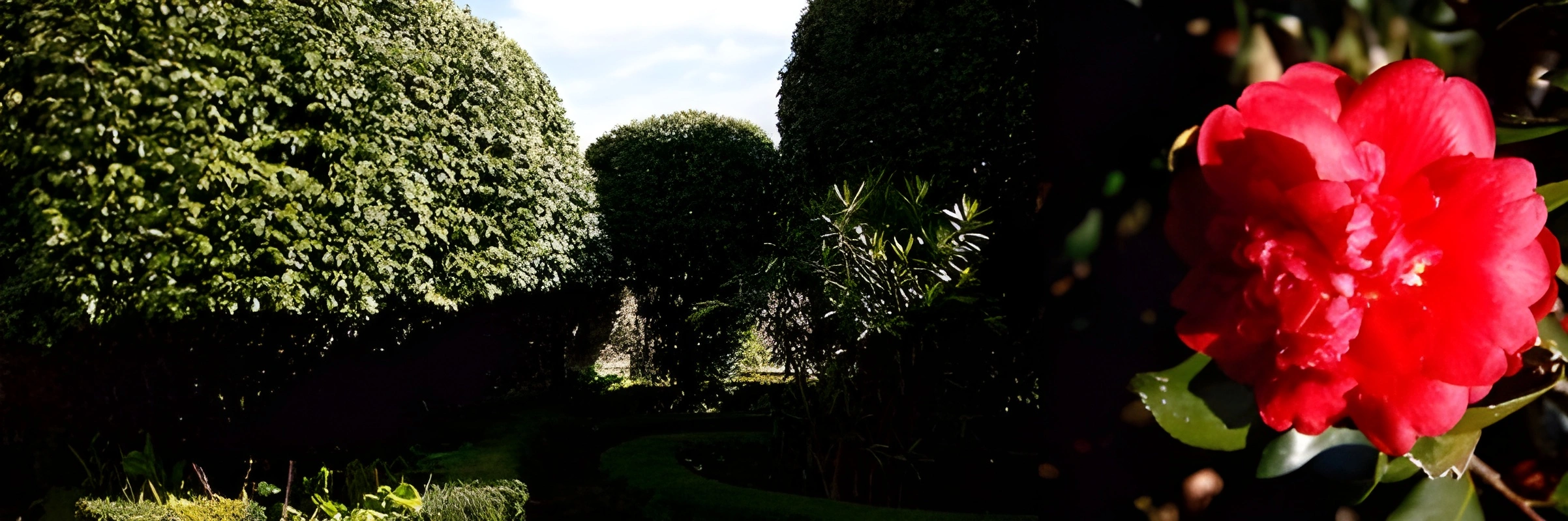 Jardins de Camélias
